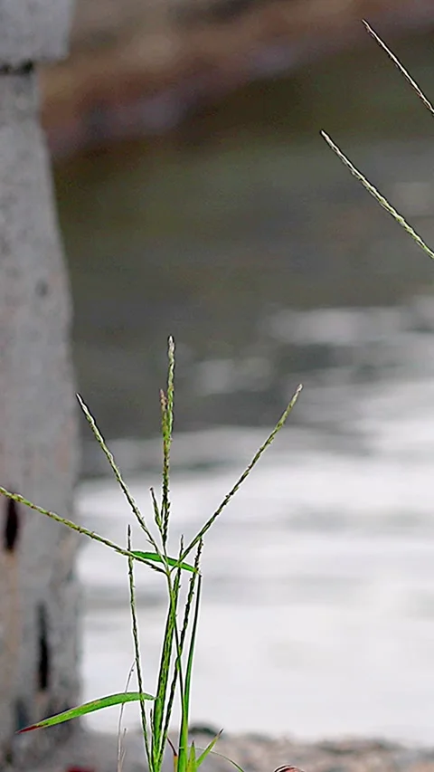 Vitality of crabgrass challenging its limits on the seashore Vol. 01 库存影片 342582436