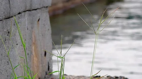 Vitality of crabgrass challenging its limits on the seashor.Vol. 01 库存影片 342582438