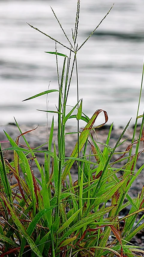 Vitality of crabgrass challenging its limits on the seashore.Vol. 02 库存影片 342582457