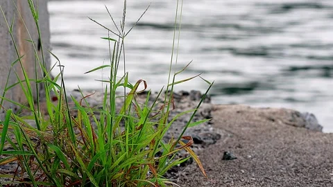 Vitality of crabgrass challenging its limits on the seashore,Vol. 02 库存影片 342582468