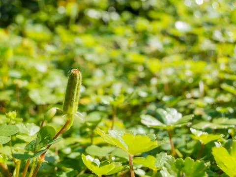 A vitality green plants growing Foto stock