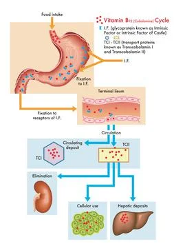 Vitamin B12 cycle Stock Illustration