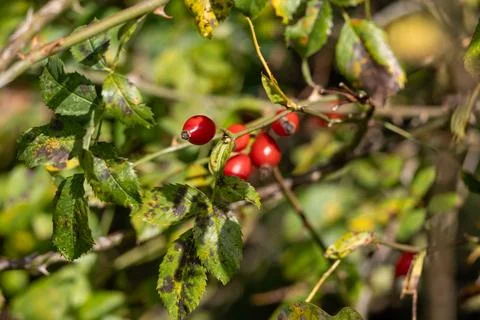 Vitamin C source: rosehips for tea or jam Stock Photos