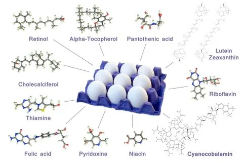 Vitamin composition of chicken egg Stock Illustration