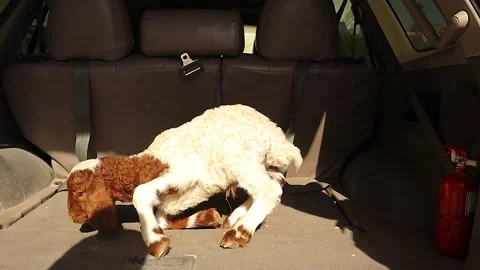 Vitamin E Selenium Deficiency Newborn Lamb Cannot Stand Sheep Disease Vidéo 331414799