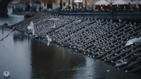 Vitava river, Prague Castle and seagulls flying. Tourism concept. Filmed on RED Stock Footage 123859919