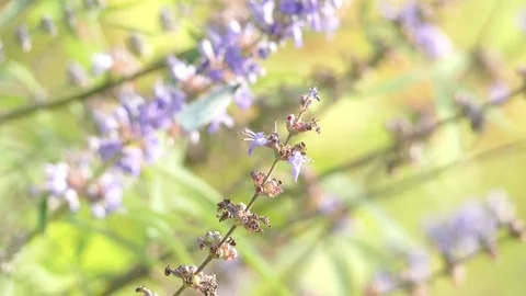 Vitex agnus-castus, also called vitex, chaste tree Stock Footage 71141005