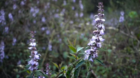 Vitex agnus-castus, also called vitex, chaste tree (or chastetree), chasteb.. Stock Footage 243628387