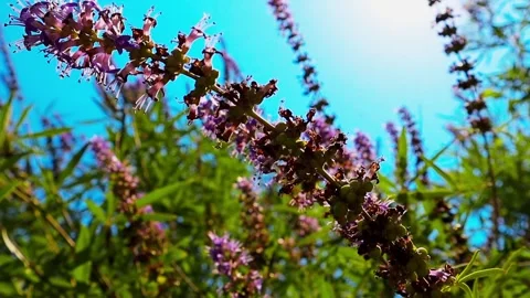 Vitex agnus-castus flowering branches against blue sky in sunny day. Macro Stock Footage 266848177