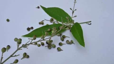 Vitex negundo fruits. Vídeos de archivo 248127314
