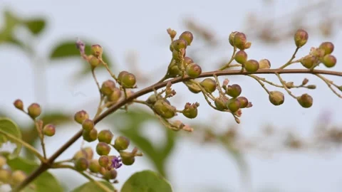 Vitex negundo fruits. 스톡 동영상 313267359