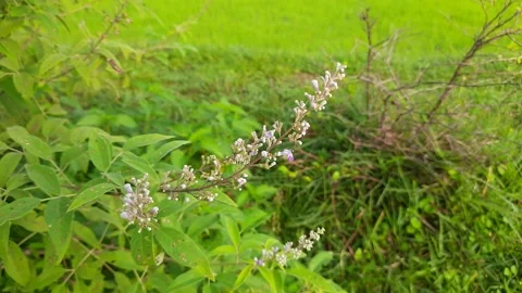 Vitex negundo (Nirgundi)  flowers. Stock Footage 140162238