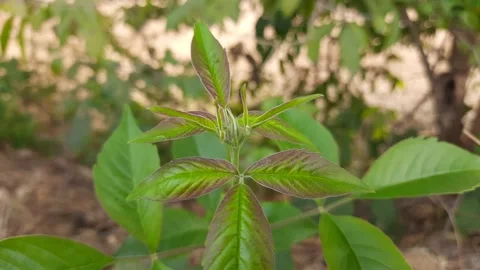 Vitex negundo (Nirgundi) plant. Stock Footage 148231346