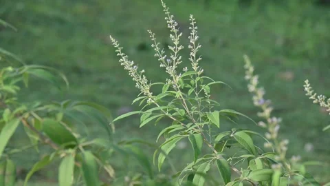 Vitex negundo plant flower. Stock-Footage 331513862