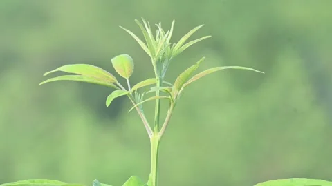 Vitex negundo plant. Stock Footage 312863942