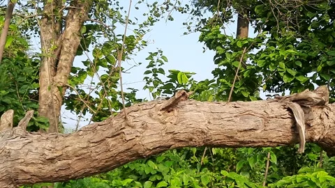 Vitex negundo tree. Stock Footage 219564402