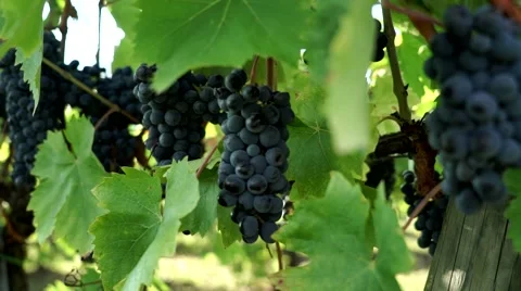 Viticolture BLACK GRAPE 스톡 동영상 67861841