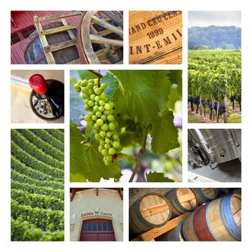 Viticulture Stock Photos