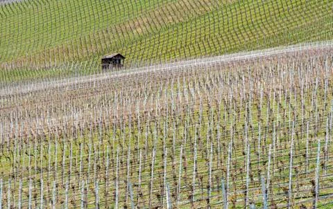 Viticulture scenery Stock Photos