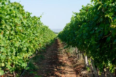 Viticulture. Vineyards rows. Stock-Fotos