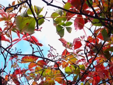 Vitis coignetiae Foto stock