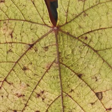 Vitis Coignetiae, Rust-Red Grapevine, Rust-Red Vine - Vitis Coignetiae, Crimson Stock Photos