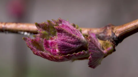 Vitis Vinifera: Bud Burst and Young Leaf Development, Macro 4K Stock Footage 334124231
