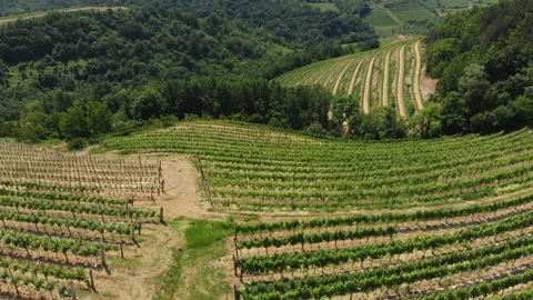 Vitis vinifera, the common grape vine, vineyards. Stock Footage 156721386