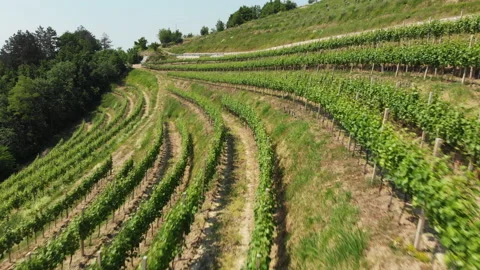 Vitis vinifera, the common grape vine, vineyards. Stock Footage 156721447