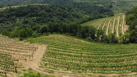 Vitis vinifera, the common grape vine, vineyards. Stock Footage 156721488