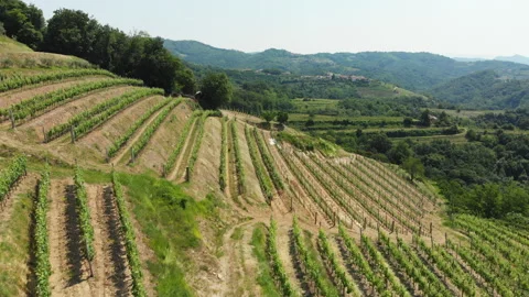 Vitis vinifera, the common grape vine, vineyards. Stock Footage 156721617