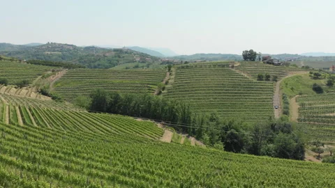 Vitis vinifera, the common grape vine, vineyards. Stock Footage 156721709