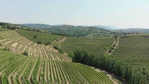 Vitis vinifera, the common grape vine, vineyards. Stock Footage 156721730