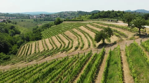 Vitis vinifera, the common grape vine, vineyards. Stock Footage 156721880