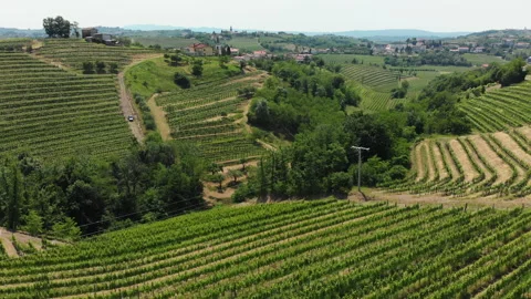 Vitis vinifera, the common grape vine, vineyards. Stock Footage 156721928