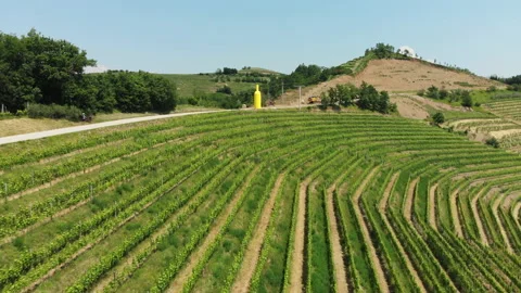 Vitis vinifera, the common grape vine, vineyards. Stock Footage 156721977