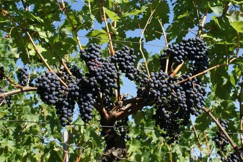  Vitis vinifera Merlot, Weinrebe, Grape Reife Trauben am Weinstock Copyrig... Stock Photos