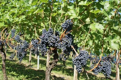  Vitis vinifera Merlot, Weinrebe, Grape vine Reife Trauben am Weinstock Co... Stock Photos