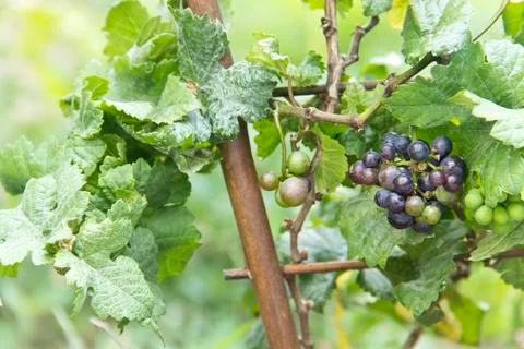 Vitis vinifera Stock Photos