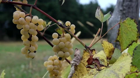 Vitis X labruscana in camp close up Stock Footage 68549478