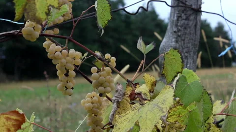 Vitis X labruscana in field  Stock Footage 68549516