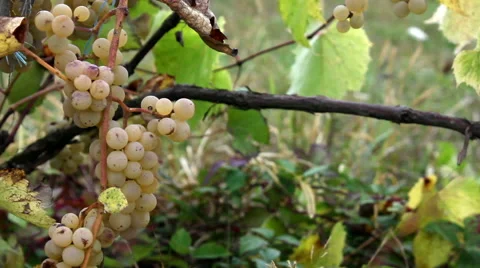 Vitis X labruscana in field Stock Footage 68549537