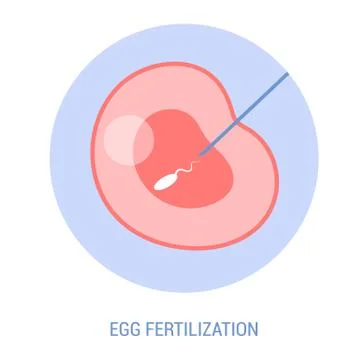 In vitro fertilization concept, artificial fertilization of woman egg Stock Illustration