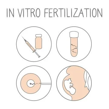 In vitro fertilization icon set. Linear simple illustration pregnancy and fer Stock Illustration