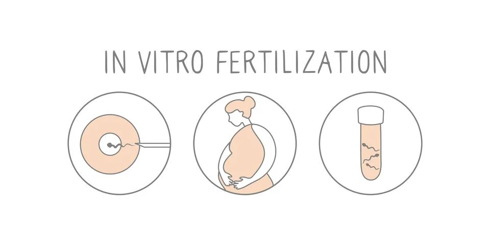 In vitro fertilization icon set. Linear simple illustration pregnancy and Stock Illustration
