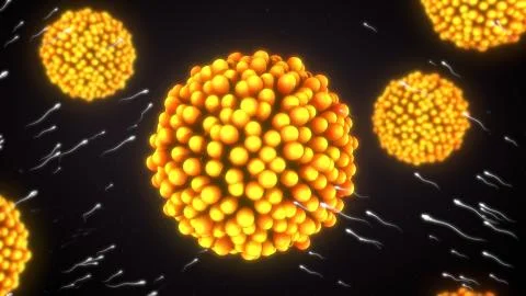 In vitro fertilization Stock Illustration