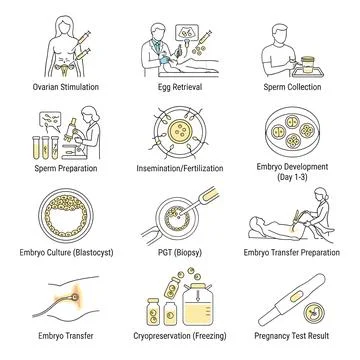 In Vitro Fertilization IVF process infographic icons showing ovarian stimul.. Stock Illustration