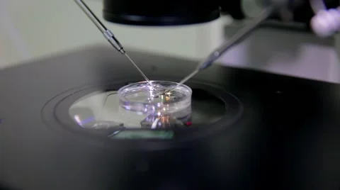 In vitro fertilization process close up Stock Footage 66506240