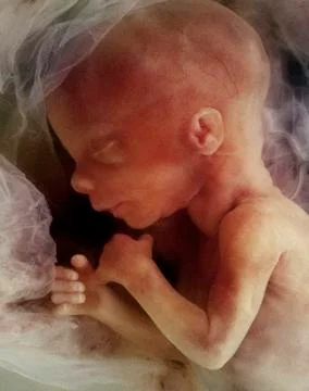 In-vitro image of a human fetus Stock Illustration