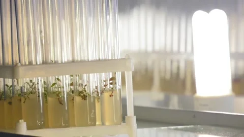 "In vitro"  micro-breeding technology Video stock 99008439